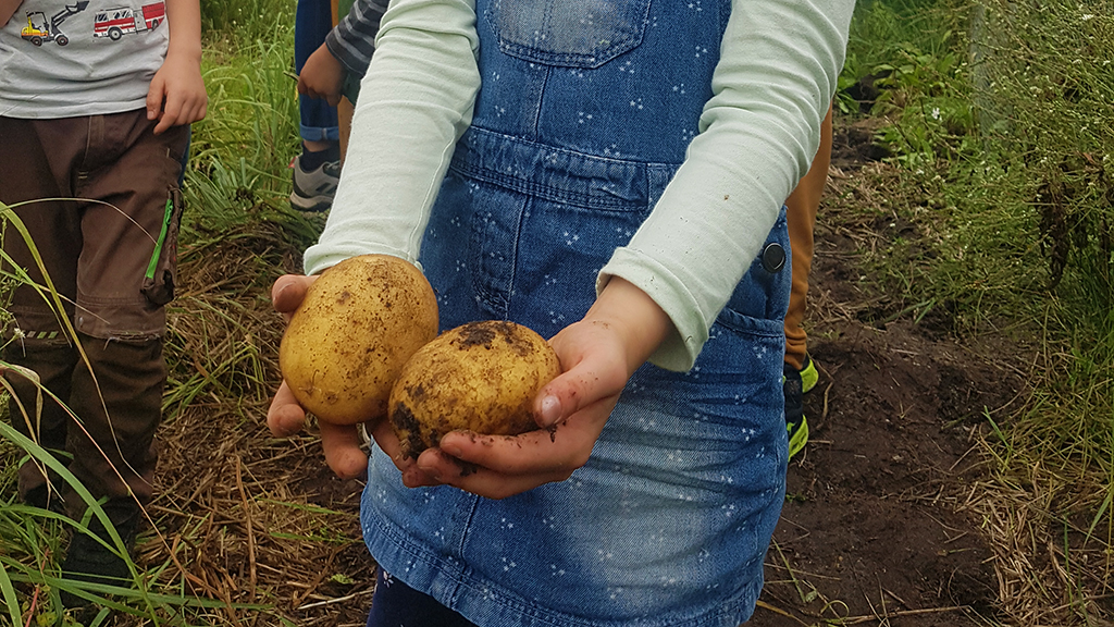Mädchen hält Kartoffeln